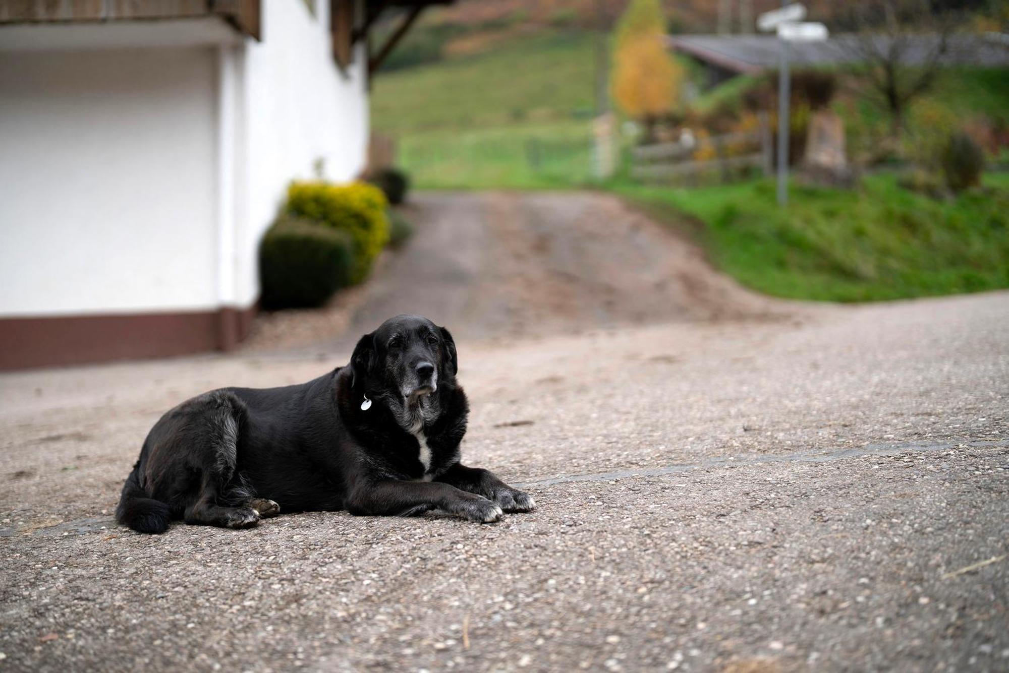 Grundhof Villa Oberprechtal Екстериор снимка